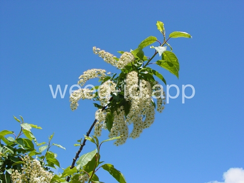 chokecherry, common